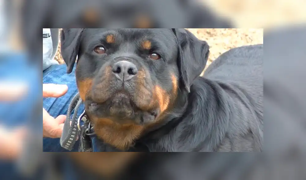 Bebé de 2 años muere tras ser atacado por su perro Rottweiler Bebé de 2 años muere tras ser atacado por su perro Rottweiler