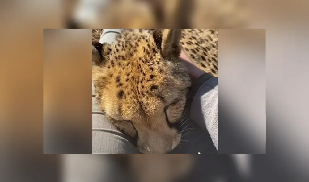 Desliza hacia la izquierda para ver las imágenes del viral de Facebook. Foto: Captura.