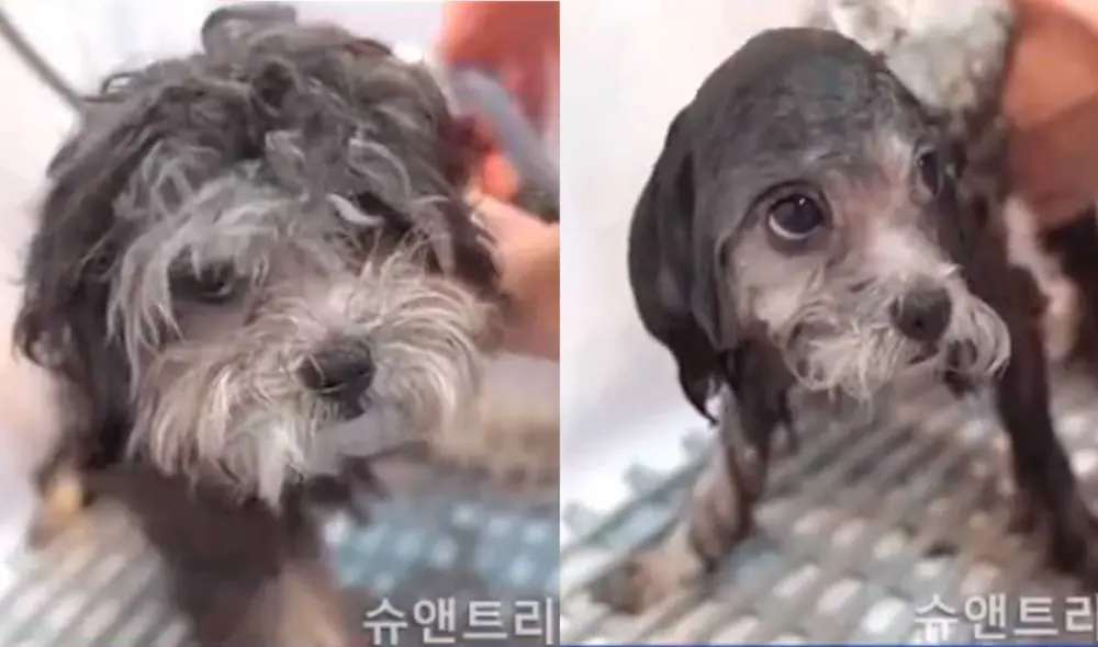 Desliza las imágenes para ver el radical cambio de aspecto que tuvo este perrito callejero que fue rescatado de la calle. Foto: captura de TikTok/@alexisjmontalvo