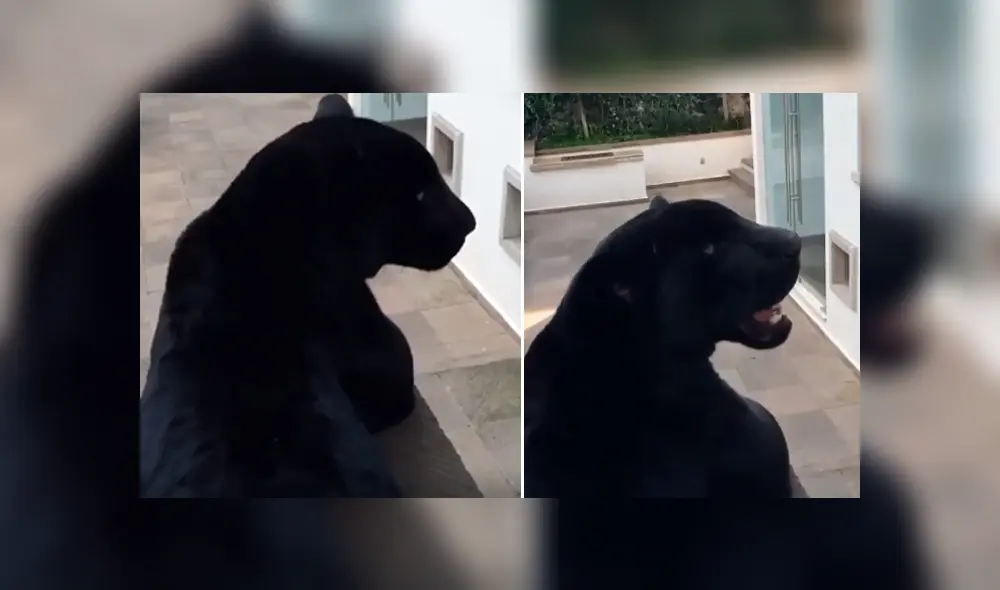 Desliza hacia la izquierda para ver el comportamiento de una pantera que aparece en el viral de YouTube.