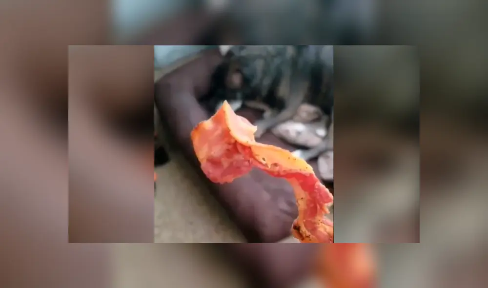 Desliza hacia la izquierda para ver la reacción del perro al oler un tocino. Video es viral en Facebook. Desliza hacia la izquierda para ver la reacción del perro al oler un tocino. Video es viral en Facebook.