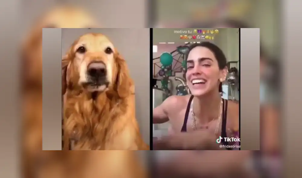 Desliza las imágenes para ver la graciosa escena que protagonizó un perro en TikTok. Desliza las imágenes para ver la graciosa escena que protagonizó un perro en TikTok.