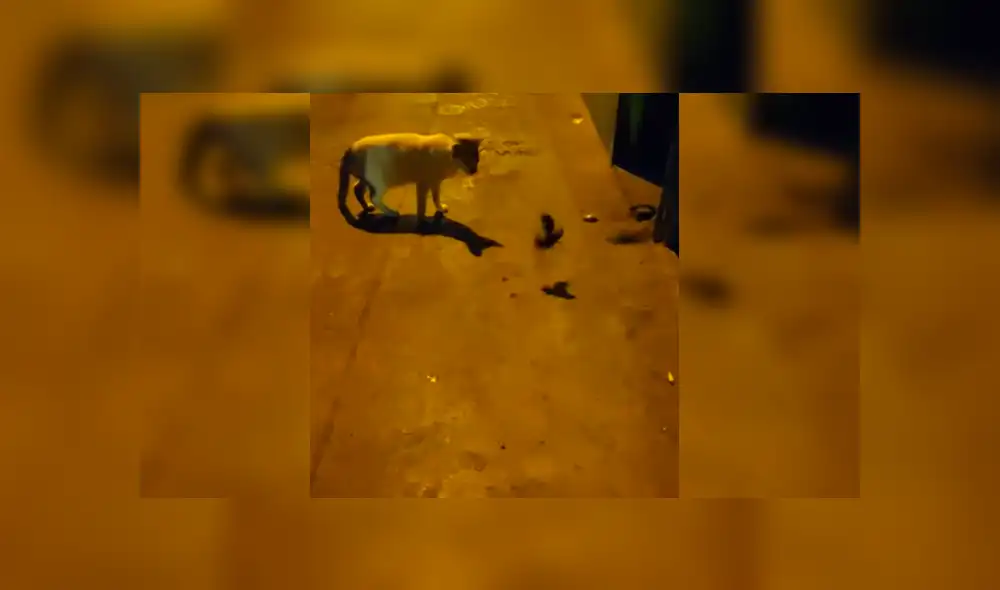 Youtube viral: Gato quiere atrapar a dos ratones, pero peculiar conducta de estos lo desconcierta [VIDEO]