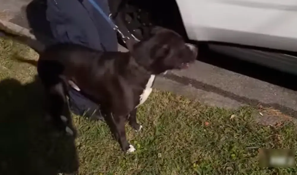 Facebook - animales Facebook - animales