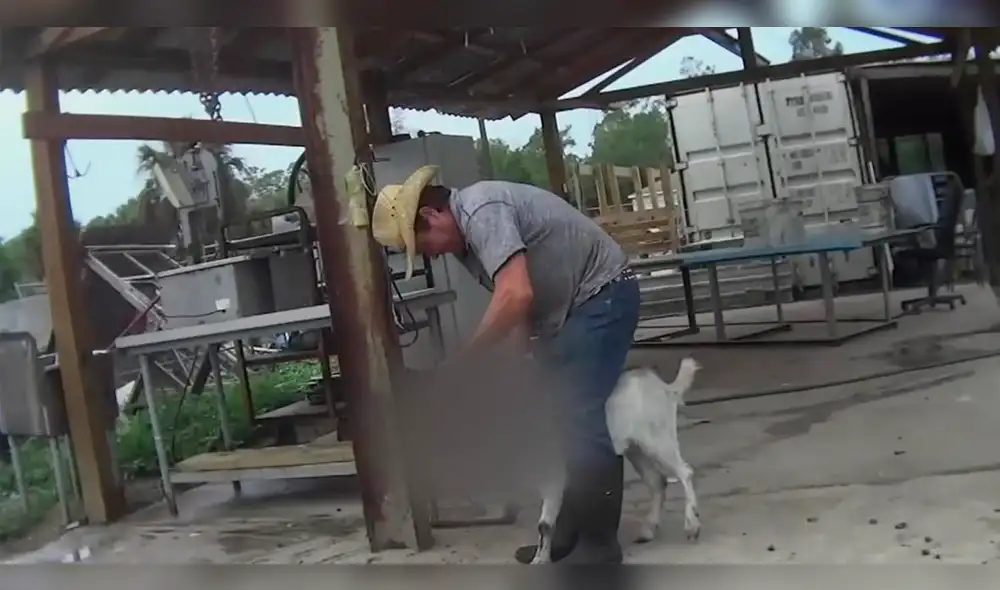 Maltrato Animal: revelan macabra realidad de mataderos clandestinos en Florida [VIDEO]