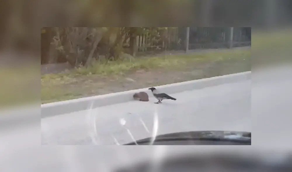 Desliza las imágenes hacia la izquierda para conocer la noble acción de un pájaro para salvar la vida de un erizo.