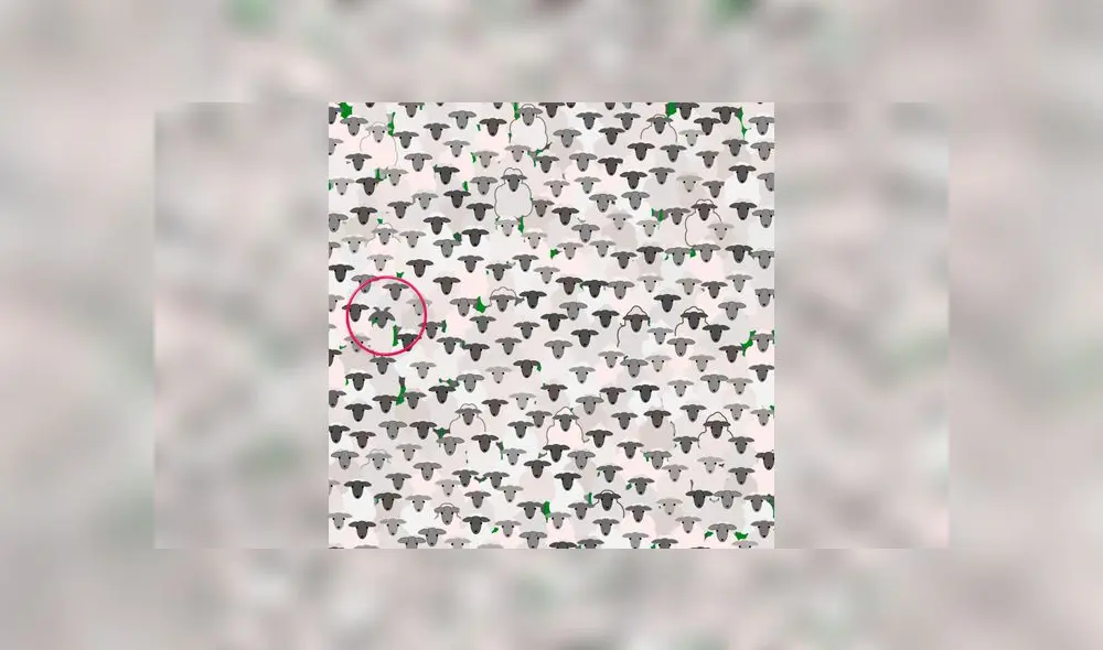 Desliza las imágenes para ver la ubicación de la traviesa cabra que se escondió entre un rebaño de ovejas. Foto: Facebook