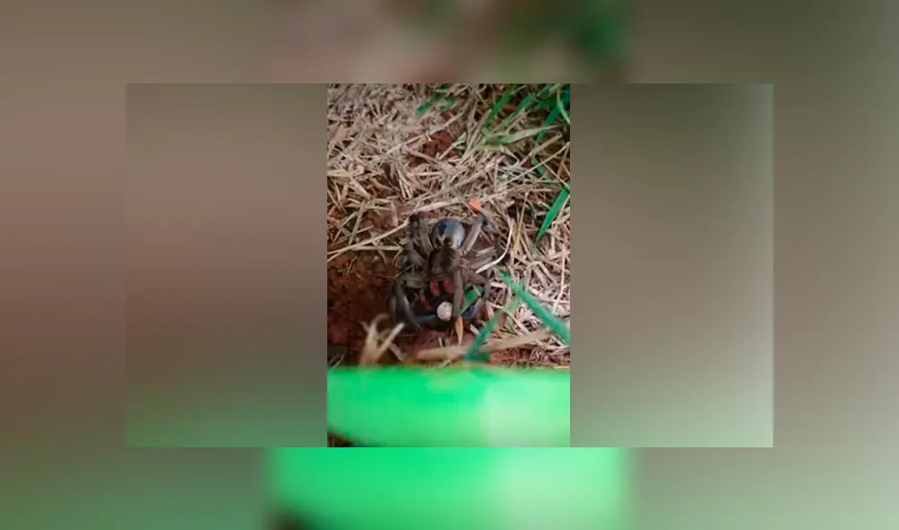 Desliza hacia la izquierda para ver la insólita escena de una tarántula con su cría. Imágenes de Facebook.