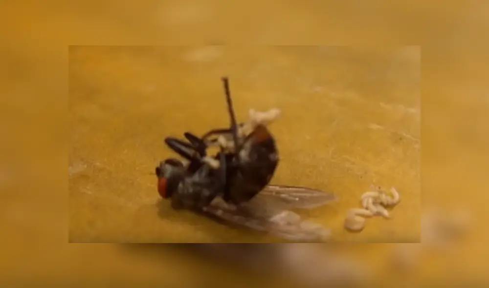 YouTube viral: enorme mosca ingresa a casa para expulsar cientos de larvas y joven queda asqueado [VIDEO]