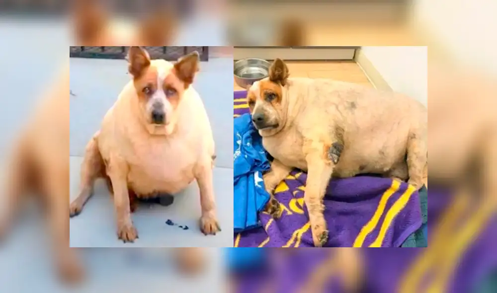 Facebook viral: perro fue abandonado por su sobrepeso, una mujer lo adopta y luego de meses luce así Facebook viral: perro fue abandonado por su sobrepeso, una mujer lo adopta y luego de meses luce así