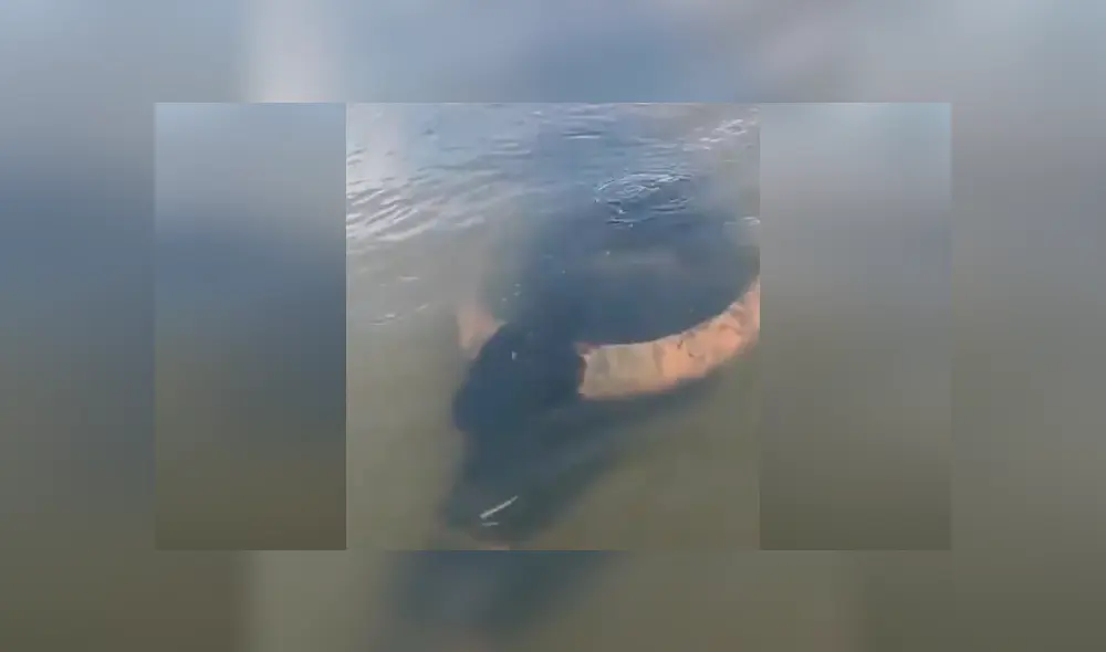 Desliza hacia la izquierda para ver el extraño hallazgo que se volvió viral en YouTube. Desliza hacia la izquierda para ver el extraño hallazgo que se volvió viral en YouTube.