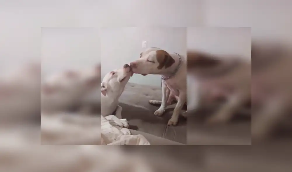 Desliza las imágenes hacia la izquierda para apreciar la amorosa escena que protagonizaron una pareja de perros. Foto: Captura.