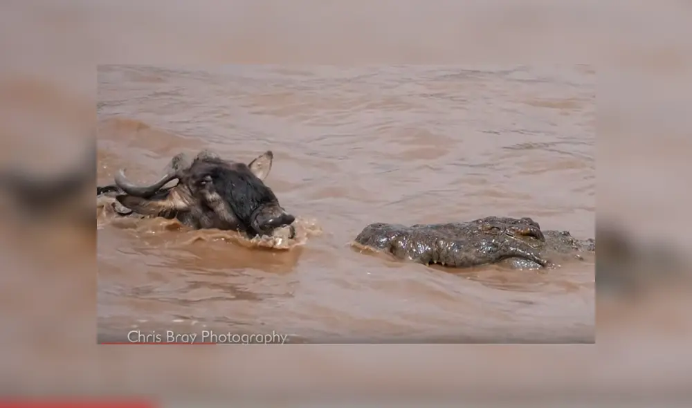Video es viral en YouTube. Fotógrafo captó el inesperado final que obtuvo un distraído ñu, tras ser embestido por un enorme cocodrilo que emergió de las aguas para atacarlo Video es viral en YouTube. Fotógrafo captó el inesperado final que obtuvo un distraído ñu, tras ser embestido por un enorme cocodrilo que emergió de las aguas para atacarlo