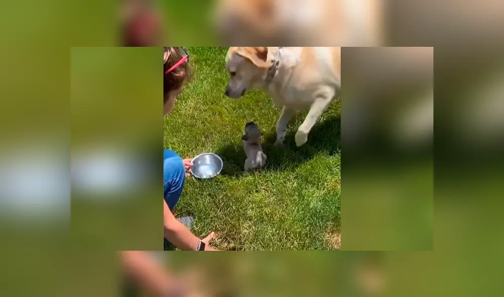 Desliza las imágenes para apreciar el tierno comportamiento de un perro al conocer por primera vez a su ‘compañero’. Foto: Captura.