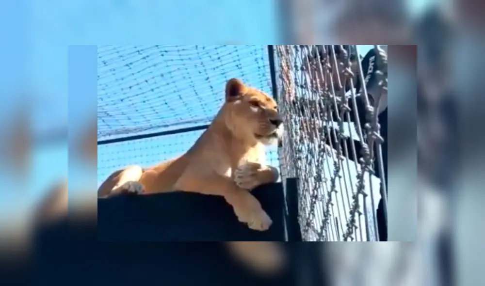 Desliza hacia la izquierda para ver la reacción de la leona con el osado turista, escena que es viral en YouTube.