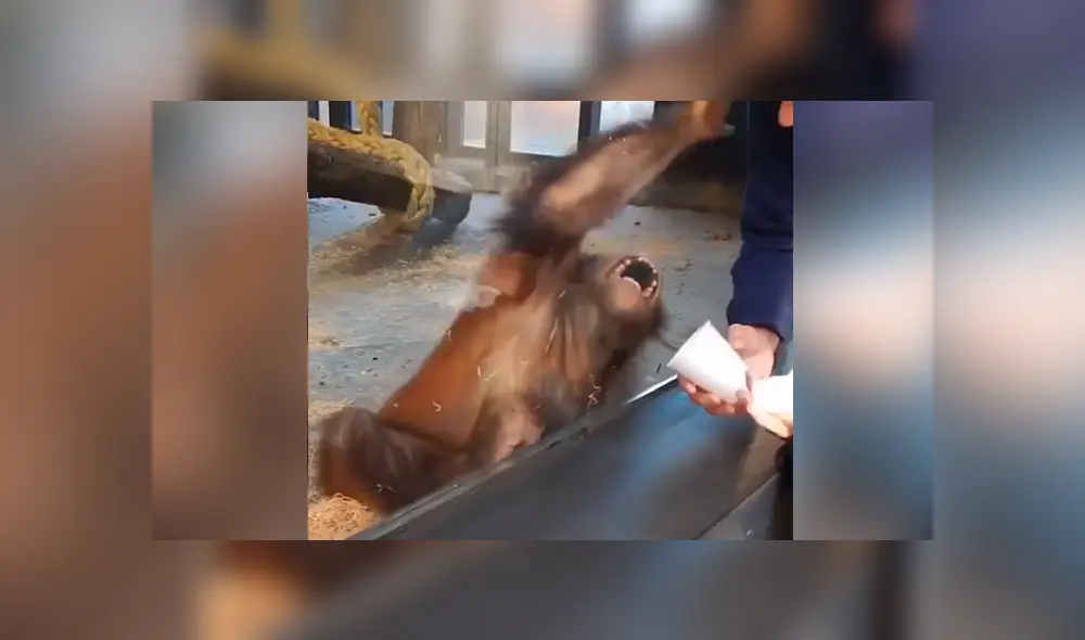 Facebook viral: hombre le hace truco de magia a enorme orangután y animal tiene curiosa reacción