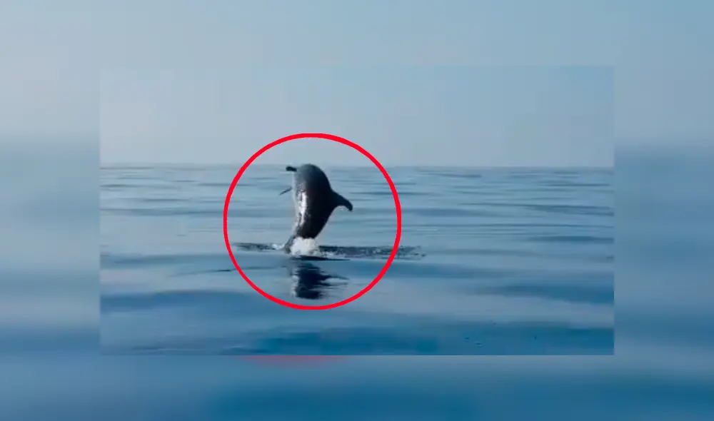 Vía Facebook. Pescadores quedaron maravillados con el singular agradecimiento de la mamá delfín luego de que liberaran a su cría atrapada en red de pesca