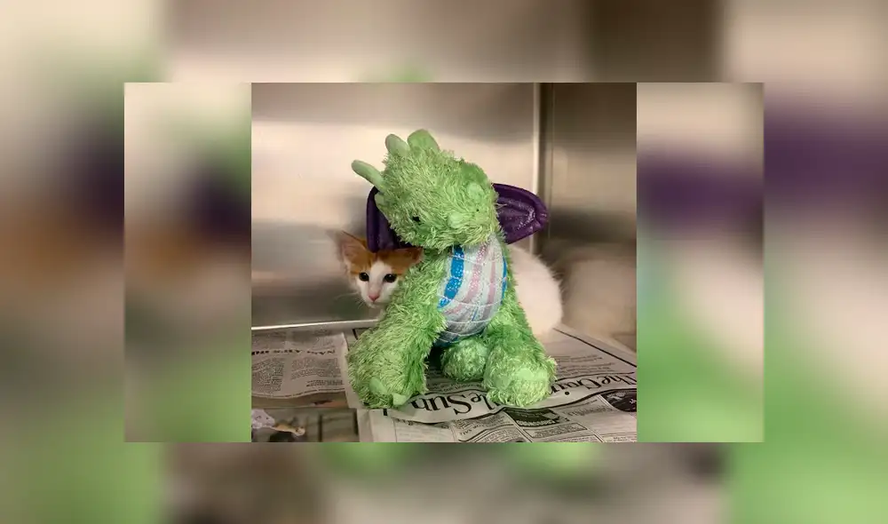 Desliza las imágenes para conocer la conmovedora historia de un gato bebé que visitó al veterinario con su peluche. Foto: Captura. Desliza las imágenes para conocer la conmovedora historia de un gato bebé que visitó al veterinario con su peluche. Foto: Captura.