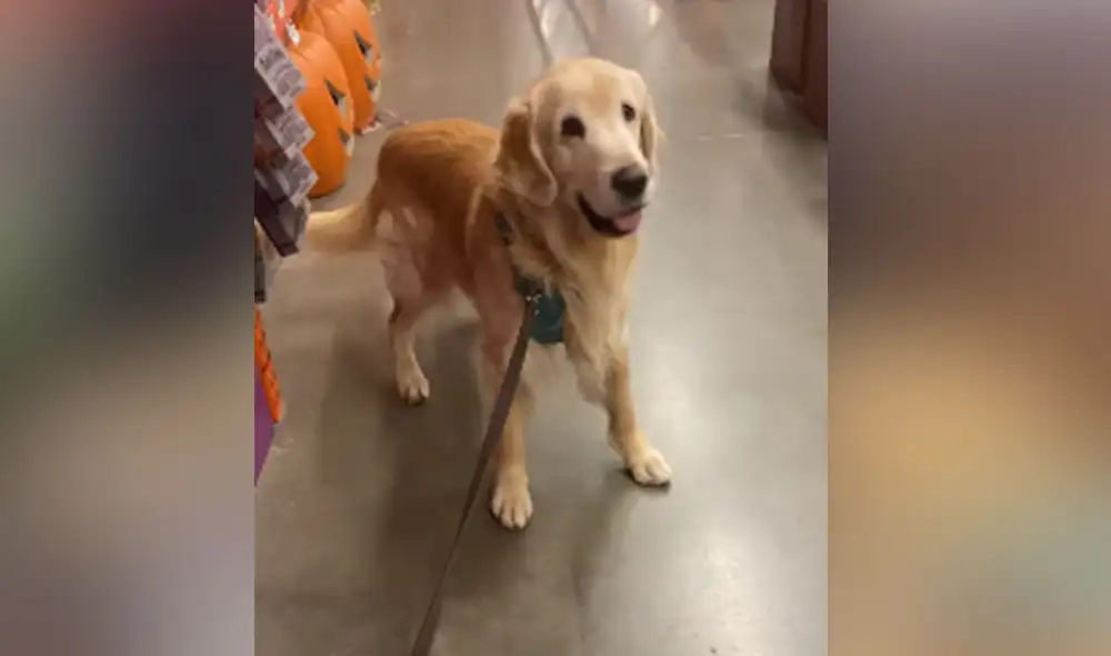 Desliza para ver más imágenes de la inesperada reacción que tuvo el can después de ver un enorme muñeco. (Foto: captura / YouTube)