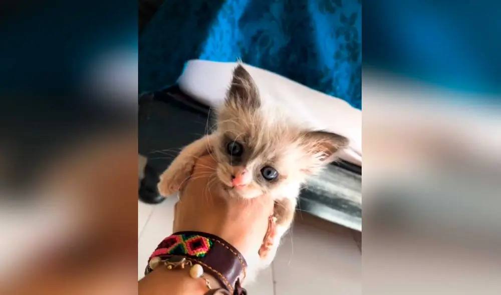 Desliza las imágenes para ver el gran cambio que experimentó este minino luego de ser adoptado por una solidaria joven. Foto: Captura de TikTok/dorismi18