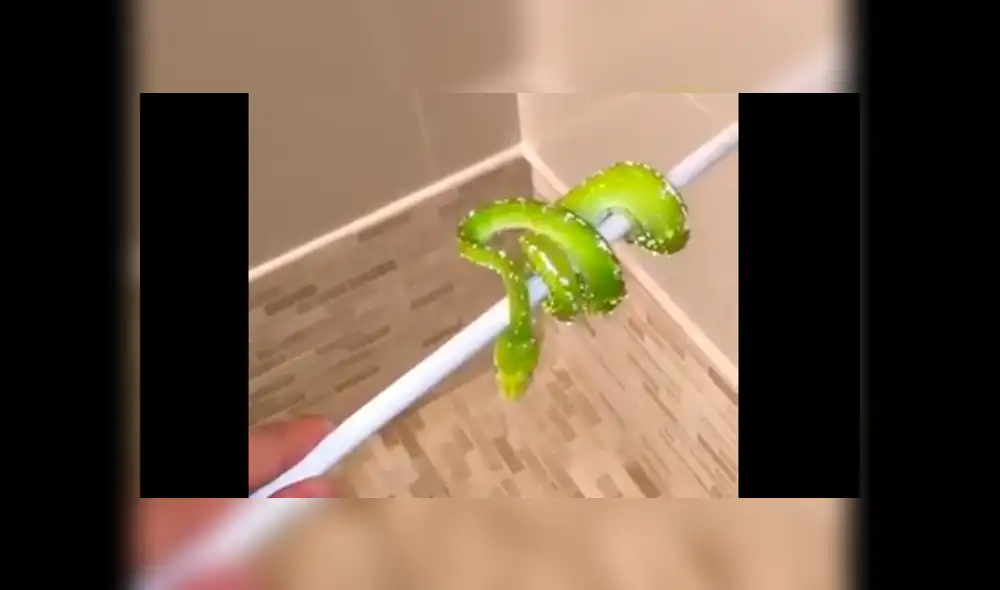 Vía Facebook: bebé serpiente es bañada por primera vez y su reacción sorprende a todos [VIDEO]