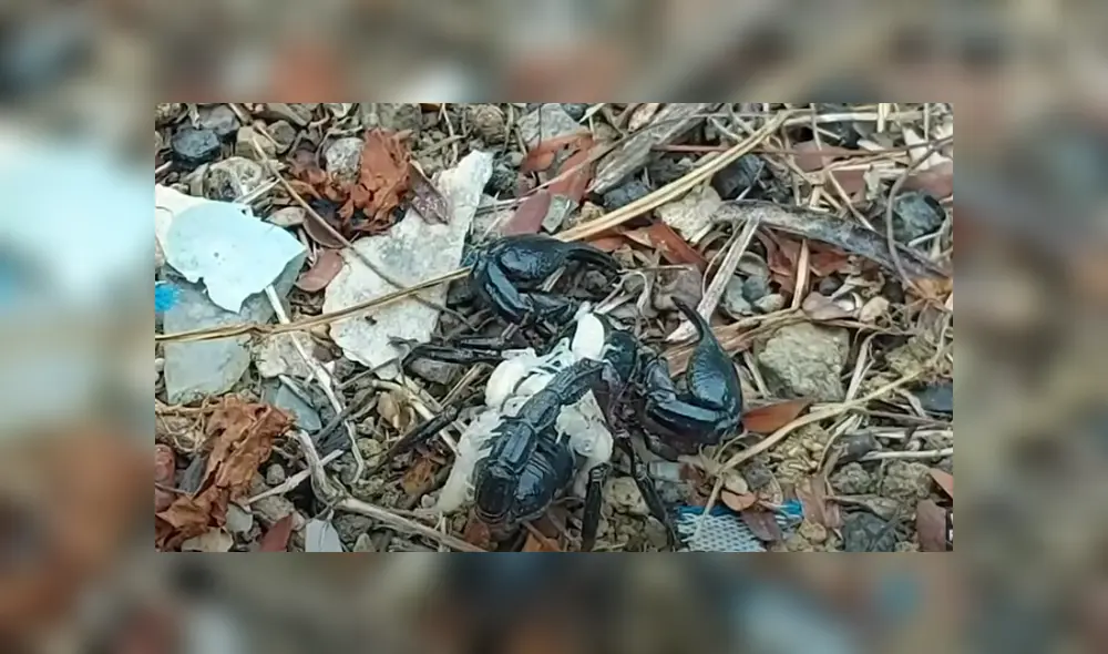 Desliza hacia la izquierda para ver las imágenes del viral de Facebook.