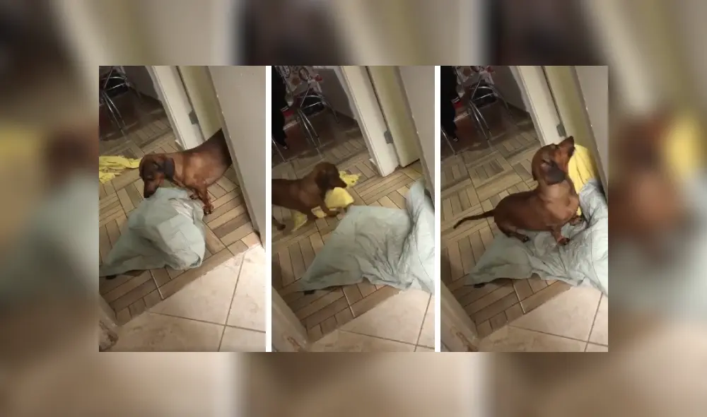 Desliza las imágenes hacia la izquierda para apreciar la emotiva acción de un perro para poder dormir. Fotocaptura: Facebook. Desliza las imágenes hacia la izquierda para apreciar la emotiva acción de un perro para poder dormir. Fotocaptura: Facebook.