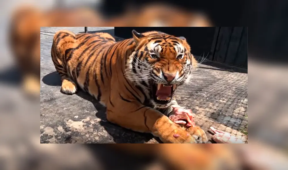 Feroz tigre tuvo violenta reacción con el hombre que lo cuidó de bebé.