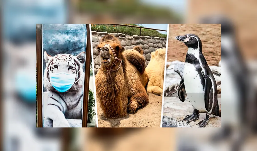 Zoológico de Huachipa. Zoológico de Huachipa.