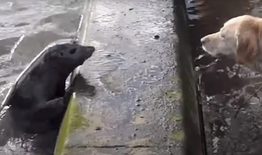 Desliza para ver las mejores imágenes del viral. Foto: Captura/YouTube/Rumble Viral