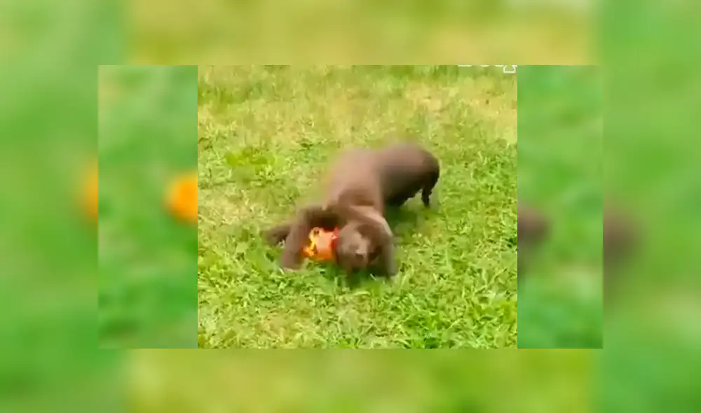 En Facebook, un perro quiso divertirse al lado de su dueño sin imaginar que cometería un tremendo blooper. En Facebook, un perro quiso divertirse al lado de su dueño sin imaginar que cometería un tremendo blooper.