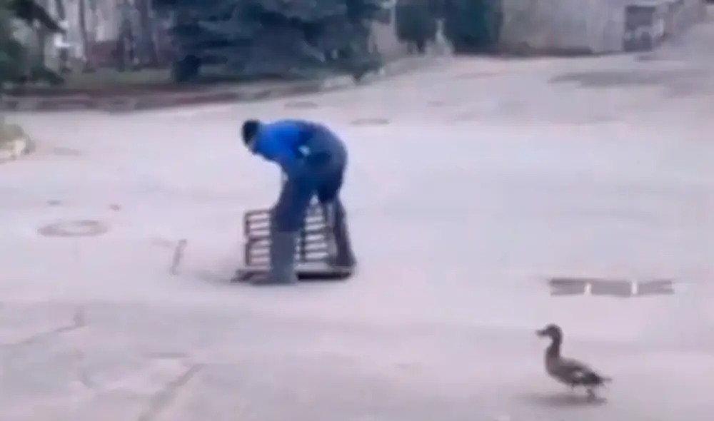 El sujeto logró abrir con una palanca la alcantarilla y salvó a los polluelos. Foto: cooooolpet / TikTok