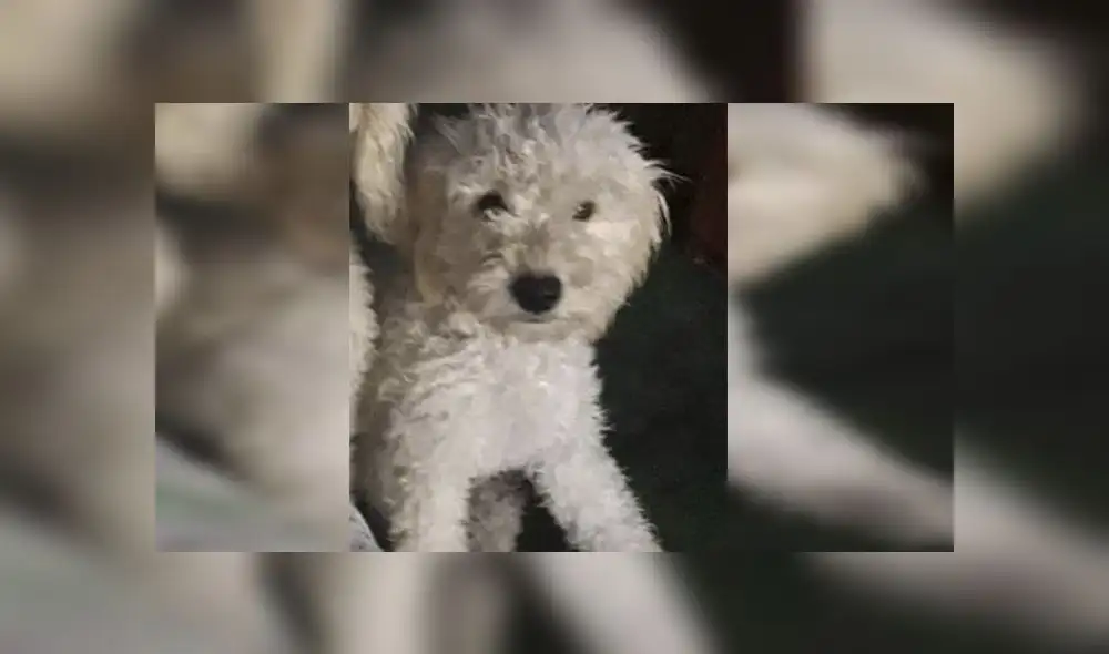 Callao: ofrecen recompensa por mascota extraviada
