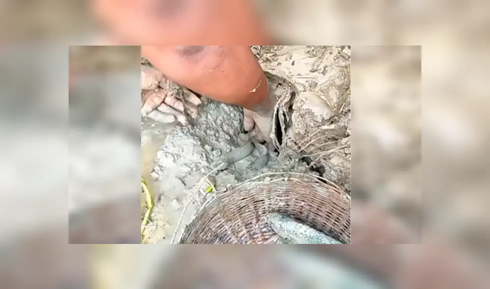 Facebook viral: descubre extraños peces tras introducir sus manos en fosa de lodo [VIDEO]