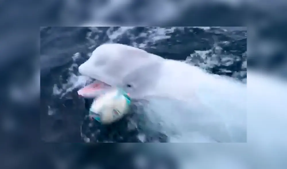 La amigable beluga recogía la pelota y volvía al barco para entregársela al hombre. Foto: captura.
