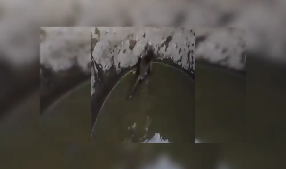 Desliza las imágenes para ver más sobre este amoroso rescate de una mamá mono a su cría. (Foto: captura) Desliza las imágenes para ver más sobre este amoroso rescate de una mamá mono a su cría. (Foto: captura)