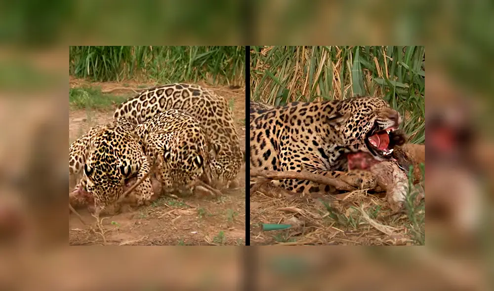 Los jaguares serían liberados en poco tiempo, mientras tanto, aprenden a vivir solos. Foto: captura. Los jaguares serían liberados en poco tiempo, mientras tanto, aprenden a vivir solos. Foto: captura.