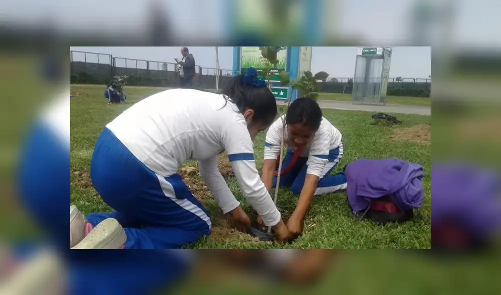 Surco: más de 100 mil árboles han sido sembrados en todo el distrito