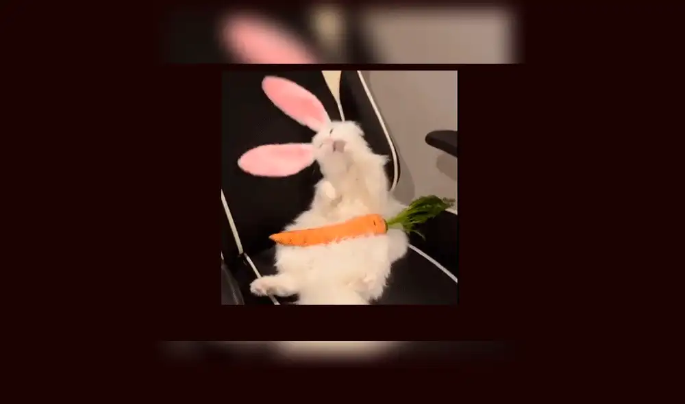 YouTube viral: realiza "experimento" que une a gato con conejo y el resultado es desconcertante [VIDEO]