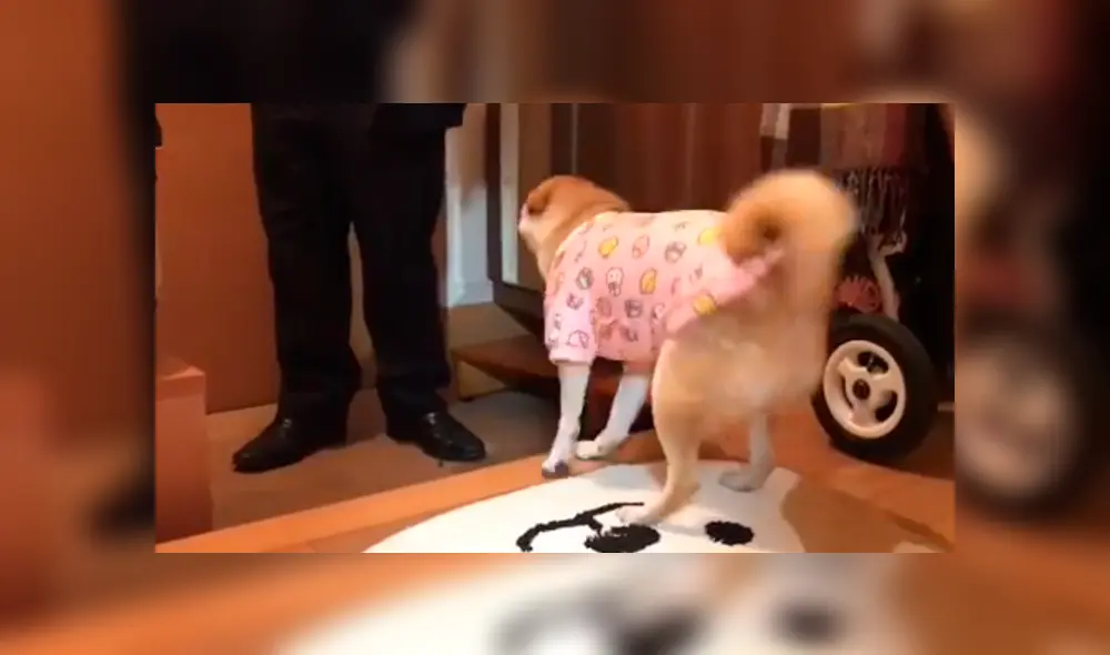 En Facebook, un perro se entusiasma de una manera peculiar cuando ve que su dueño regresó a su casa. En Facebook, un perro se entusiasma de una manera peculiar cuando ve que su dueño regresó a su casa.