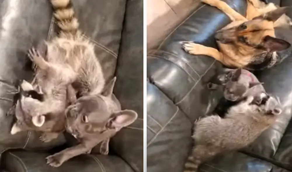 Desliza hacia la izquierda para ver las imágenes del video viral. Foto: captura de YouTube.