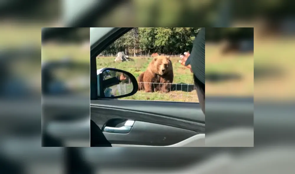 Esposos estaban visitando un parque de animales salvajes cuando se acercaron a saludar a un oso, sin presagiar la intempestiva respuesta de este Esposos estaban visitando un parque de animales salvajes cuando se acercaron a saludar a un oso, sin presagiar la intempestiva respuesta de este