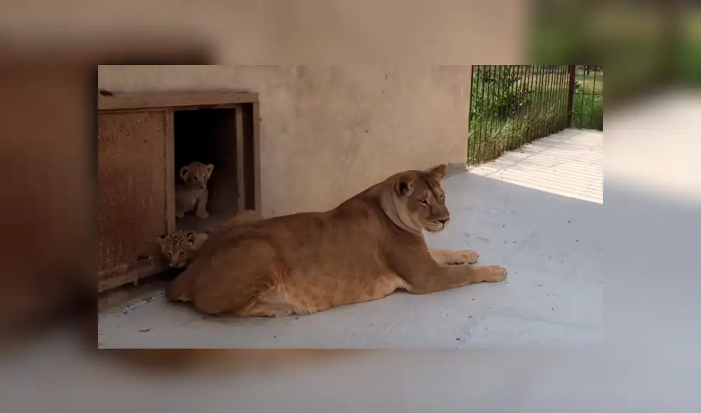 YouTube viral: Mujer se acerca a recinto de feroz leona y esta la ataca por cuidar a sus bebés [VIDEO]