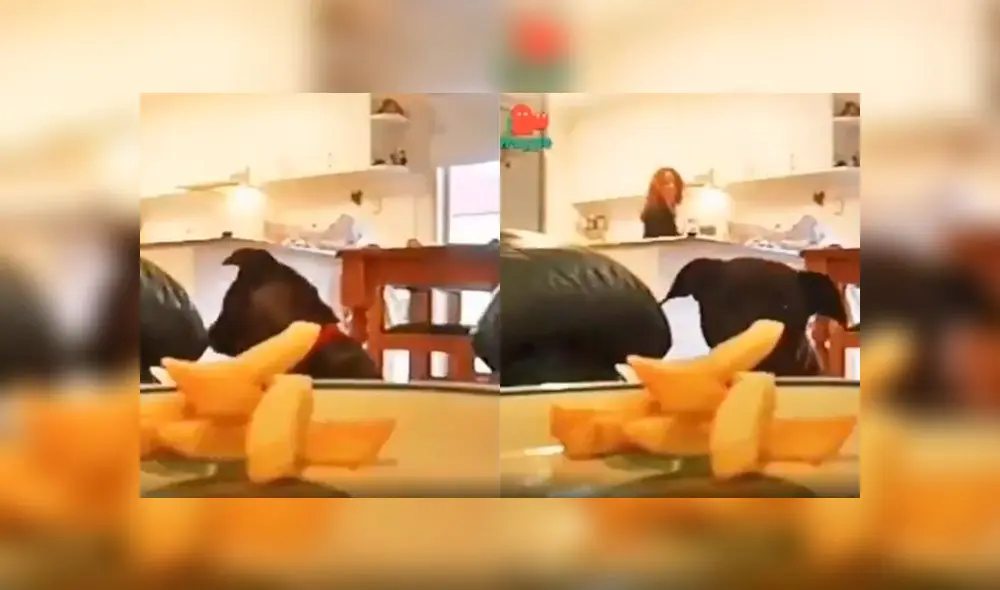 Desliza a la izquierda para revelar la travesura de este labrador. Foto: Captura. Desliza a la izquierda para revelar la travesura de este labrador. Foto: Captura.