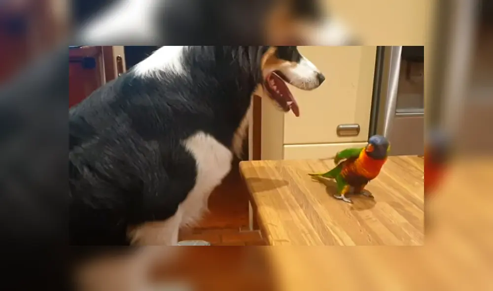 Video es viral en Facebook. El ave no soportó que el can dejara de jugar y darle cariño y manifestó su enojo con una graciosa conducta que ha hecho reír a todos Video es viral en Facebook. El ave no soportó que el can dejara de jugar y darle cariño y manifestó su enojo con una graciosa conducta que ha hecho reír a todos