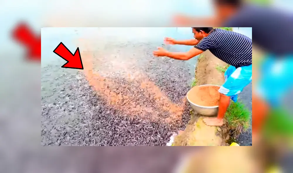 YouTube viral: arroja alimento a misterioso lago y miles de hambrientas criaturas surgen para devorarlo