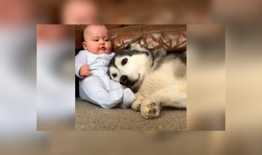 Desliza las imágenes para apreciar la recopilación de conmovedores momentos de un bebé con su perro. Desliza las imágenes para apreciar la recopilación de conmovedores momentos de un bebé con su perro.