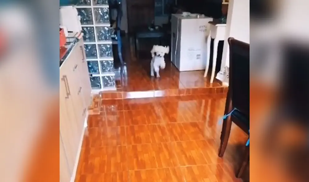 Desliza las imágenes para ver más detalles sobre esta graciosa escena protagonizada por un 'hambriento' perrito. Foto: captura de TikTok Desliza las imágenes para ver más detalles sobre esta graciosa escena protagonizada por un 'hambriento' perrito. Foto: captura de TikTok