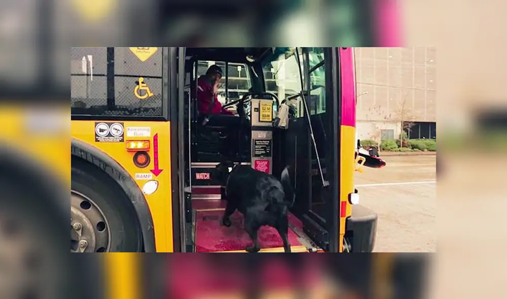 En Facebook, una perrita decidió viajar sin compañía de su dueño para acudir a un parque y jugar.