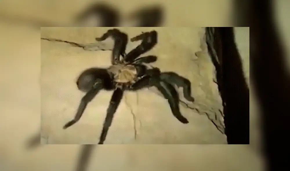 Facebook viral: Chico madruga para ir al baño y se topa con peligrosa criatura que lo quería atacar [VIDEO] 